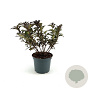 Weigela Black and White 30-40 cm 3,0L