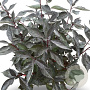 Cornus alba Nightfall 80-100 cm 12L
