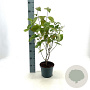 Cornus florida 40-50 cm 3,0L