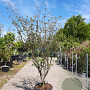Cornus k. 'Tsukuba-no-mine' 175-200 cm container meerstammig