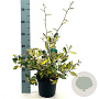 Elaeagnus pungens 'Maculata' 30-40 cm 3,0L