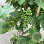 Vitis 'Boskoop Glory' 175-200 cm 12L