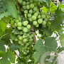 Vitis 'Vroege van der Laan' 175-200 cm 12L
