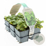 Alchemilla mollis GM sixpack