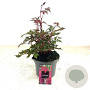 Astilbe (A) 'Red Shades' GM 2,0L