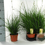 Carex brunnea 'Camara' 20-30 cm P12