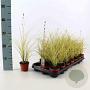 Carex brunnea 'Jenneke' 15-20 cm P8