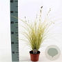 Carex brunnea 'Jenneke' 25-35 cm P12