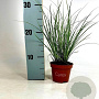 Carex brunnea 'Jubilo' 20-30 cm P10,5