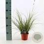 Carex brunnea 'Jubilo' 25-35 cm P12