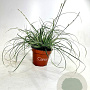 Carex conica 'Snowline' 15-25 cm P10,5