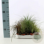 Carex Gemengd 10-20 cm P4,5cm