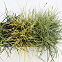 Carex Gemengd 20-40 cm P12