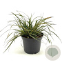 Carex morrowii Evercolor Everglow 20-25 cm 2,0L