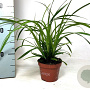 Carex morrowii 'Irish Green' 20-30 cm P10,5