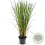 Cortaderia selloana 40-45 cm 3,0L