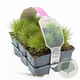 Festuca gautieri 'Pic Carlit' GM sixpack