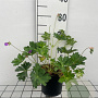 Geranium Rozanne GM C1.3