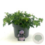 Geranium Rozanne GM C5
