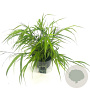 Hakonechloa macra GM C5