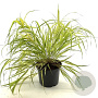 Hakonechloa macra 'Aureola' 20-25 cm 2,0L