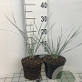 Helictotrichon sempervirens GM 2,0L