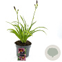 Hemerocallis 'Little Missy' GM 2,0L