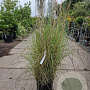 Miscanthus sinensis 125-150 cm container meerstammig