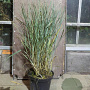 Panicum virgatum 'Heavy Metal' GM C5