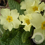 Primula vulgaris GM P9