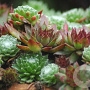 Sempervivum hybridum GM P9
