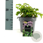 Thalictrum 'Black Stockings' GM 2,0L