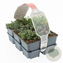 Thymus serpyllum GM sixpack