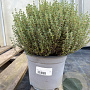 Thymus vulgaris GM C3