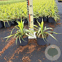 Yucca filamentosa 'Color Guard' 25-30 cm 2,0L