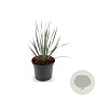 Yucca rostrata 25-30 cm 2,0L