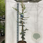 Cedrus l. 'Glauca' 100-125 cm 7,5L solitair