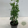 Ginkgo biloba 40-60 cm 4,0L