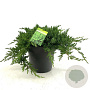 Juniperus procumbens 'Nana' 35-40 cm 10L