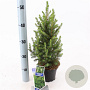 Picea gl. 'December' 30-35 cm P15