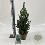 Picea gl. 'December' 50-55 cm 3,0L