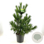 Pinus peuce 60-80 cm 10L
