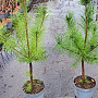 Pinus sylvestris 60-80 cm 5,0L