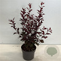 Prunus cistena 40-60 cm 4,0L