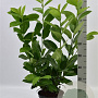 Prunus I. 'Rotundifolia' 80-100 cm 5,0L