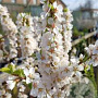 Prunus tomentosa 40-60 cm 4,0L