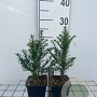 Taxus baccata 20-30 cm P9