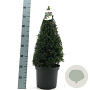 Taxus baccata 50-60 cm 7,5L kegel