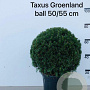 Taxus media 'Groenland' 50-55 cm 20L bol
