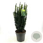 Taxus media 'Hillii' 60-70 cm 10L